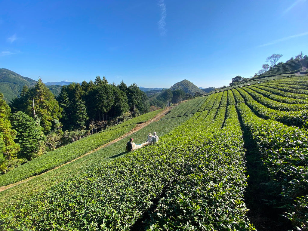 秋のお茶の収穫